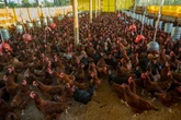 Gripe aviária: Jardim Botânico e lojas que vendem aves são vistoriadas