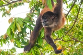 Tráfico de animais: criminosos exibem espécies em catálogos on-line