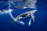 Vozes do oceano: entenda como e por que as baleias cantam