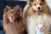 Vídeo: filhote de gato é “adotado” por cachorras no interior de SP