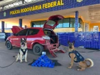 Vídeo: cães farejadores da PRF acabam com farsa de traficantes no DF