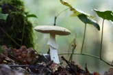 Mortais: saiba quais são os 5 cogumelos mais venenosos do mundo