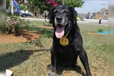 Morre Zeca, cão herói do CBMDF que atuou nas buscas de Brumadinho (MG)
