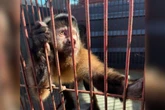 Macaco-prego é resgatado em clínica antes de implante de microchip