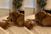 Após 6 meses em luto por irmão, cão golden retriever volta a brincar