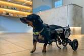 Conheça Nano, cão salsicha paraplégico que viralizou nas redes sociais