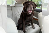 Prova de amor: tutora leva labradora idosa para volta de carro