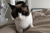 Gato rejeita namorado de tutora e viraliza com expressão furiosa