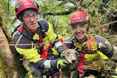 Vídeo: bombeiros usam GPS para salvar cão de caça que caiu em cânion