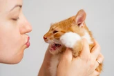 Gatos sentem a energia das pessoas? Especialista responde