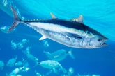 Homem pesca atum gigante de 280 kg e vende por R$ 16 mil