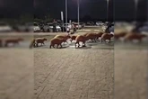 Passeio em família: grupo de capivaras faz visita a shopping do DF