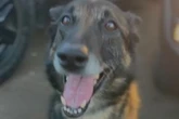 Cão policial encontra R$ 150 mil em drogas em rodoviária do DF. Vídeo