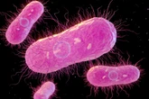 Médico lista dois chás que ajudam a combater a bactéria Salmonella