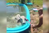 Vídeo: vaca pula em piscina para se refrescar no calor de SC