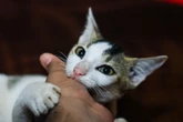 Seu gato sempre te morde? Saiba por que ele faz isso e como evitar