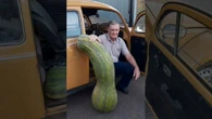 Agricultor do PR colhe abobrinha de 72 kg: “Nunca vi uma coisa dessas”