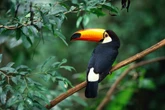 Para que serve cada tipo de bico das aves e o que eles revelam