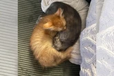 Mulher adota dois gatos e se surpreende com comportamento dos pets