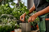 O que significa ter muitas plantas em casa, de acordo com a psicologia