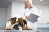 Veterinária alerta para riscos da dirofilariose, doença fatal aos pets