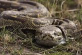 Estudo descobre células que ajudam cobras a digerir ossos inteiros