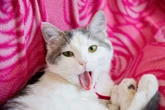 Gatos e seus segredos: veja 3 mitos e 3 verdades, segundo veterinária
