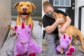 Cãozinho de rua tem final feliz após “invadir” loja atrás de brinquedo