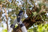 Primavera: biólogo revela três árvores que produzem mais com a poda