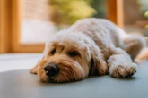 Quais hábitos nunca fazer ao deixar o cachorro sozinho em casa