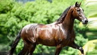 Cavalo avaliado em R$ 12 mi teria morrido após comer ração contaminada