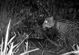 Onça-pintada resgatada de incêndio no Pantanal tem 1º filhote. Vídeo