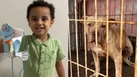 Menino de 3 anos morre após ser atacado por pit-bull em Goiás