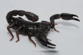 Estudo: toxina de escorpião da Amazônia mata células do câncer de mama