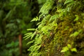 Cursos técnicos qualificam profissionais na área de biodiversidade