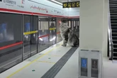 Cidade em miniatura: tutor constrói metrô funcional para seus gatos