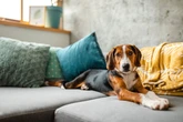 7 raças de cães independentes e que vivem bem sozinhos