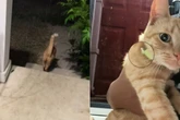 Tutora descobre “vida dupla” de gato após pet voltar com bilhete