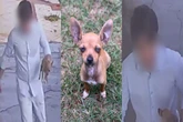 MS: cãozinho é levado por desconhecido e tutora faz apelo à população