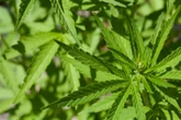 Sete mil prisões por posse de maconha podem ser revistas em SC