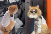 Conheça Ravioli, gato influencer que viaja o país vestido de piloto