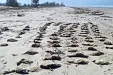 Encalhe em massa: mais de 350 pinguins são encontrados mortos em SP