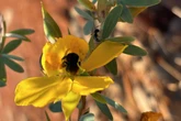 Formigas protegem plantas de ameaças, mas afastam polinizadores