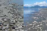 Praia de Peruíbe amanhece com centenas de peixes mortos na areia. Veja