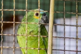 Saiba como legalizar um papagaio ou ave silvestre