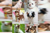 Assaltantes furtam casa no RS e levam 6 chihuahuas: “Parte da família”