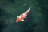 Homem recusa R$ 53 mil por carpa com “rosto humano” na Inglaterra