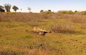 Goiás: fome e sede matam 80 animais em fazenda; polícia investiga