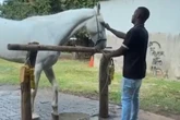 Vídeo mostra homem agredindo cavalo com “cascudo” na cabeça em haras no DF