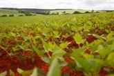 Inadimplência cresce entre produtores rurais, mostra estudo da Serasa